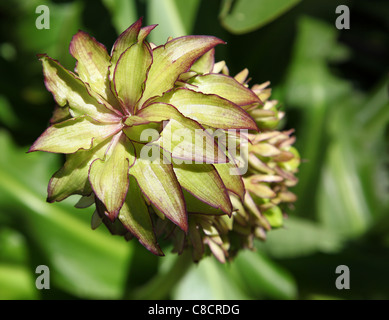 Eucomis est un genre d'ampoules de l'Afrique de la famille des asperges, communément appelé ou ananas ananas fleurs de lys. Banque D'Images