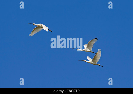 Trois Spatules / Spatules commun eurasien (Platalea leucorodia) en vol, mer des Wadden, Allemagne Banque D'Images