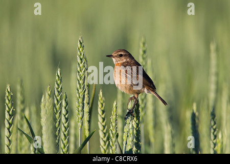 European Stonechat (Saxicola rubicola) femmes perchées dans champ de blé, Allemagne Banque D'Images