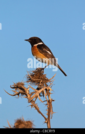 European Stonechat (Saxicola rubicola) hommes perchés dans le chardon, Allemagne Banque D'Images