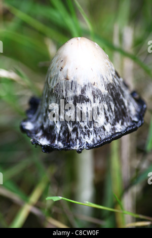 Un gros plan d'un cap d'encre shaggy ou champignons champignons (Coprinus comatus) Banque D'Images