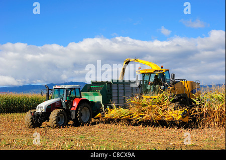 Un récolteur coupe un champ de maïs pour l'ensilage en Suisse Banque D'Images