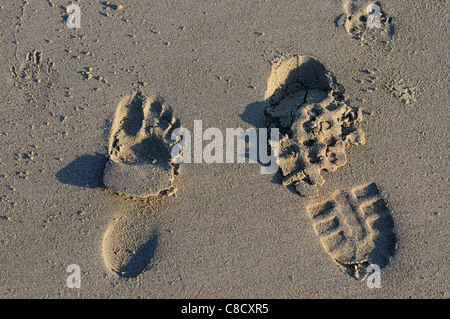 Impressions d'une botte et une patte de chien et pieds nus dans le sable humide sur l'Ouest Wittering plage à marée basse West Sussex, UK Banque D'Images