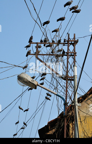 Lumière de rue avec un enchevêtrement chaotique de fils électriques aériens et des oiseaux rugissants dans la rue Bazar, Mattancherry, Kerala, Inde Banque D'Images