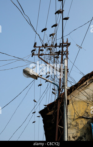 Lumière de rue avec un enchevêtrement chaotique de fils électriques aériens et des oiseaux rugissants dans la rue Bazar, Mattancherry, Kerala, Inde Banque D'Images