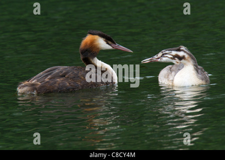 Les adultes et les juvéniles de grands grèbes huppés (Podiceps cristatus) Banque D'Images