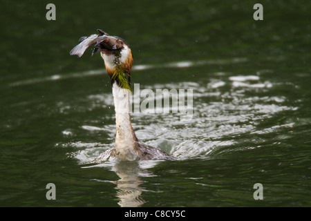 Des profils grèbe huppé (Podiceps cristatus) tenter d'avaler un gros poisson Banque D'Images