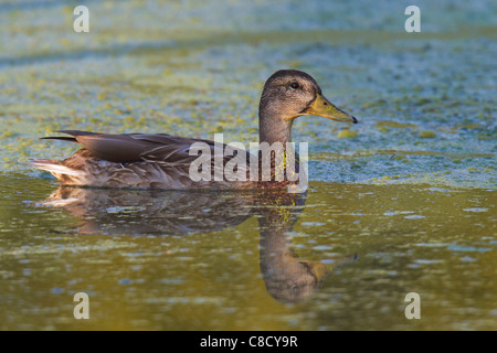 Canard colvert mâle eclipse (Anas platyrhynchos) Banque D'Images