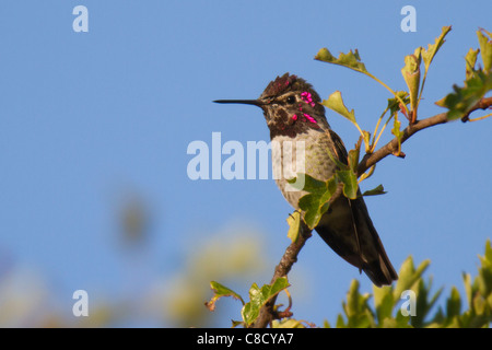 Homme Anna's Hummingbird (Calypte anna) perché sur une branche Banque D'Images