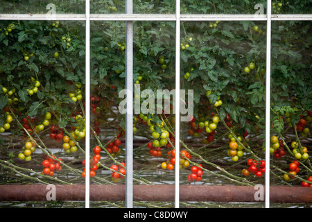 En Bretagne, une culture intensive de la tomate (Solanum lycopersicum) sous serre. Une production hors-sol des plantes. Banque D'Images