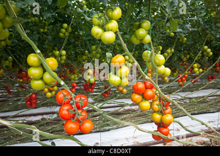 En Bretagne, une culture intensive de la tomate (Solanum lycopersicum) sous serre. Une production hors-sol des plantes. Banque D'Images