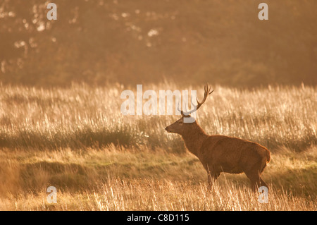 Red Deer rut 2011 Banque D'Images