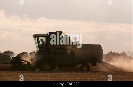 Moissonneuse-batteuse, combinant le soir Banque D'Images