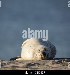 Phoque commun (Phoca vitulina) situé sur la plage de l'île de Helgoland. Banque D'Images