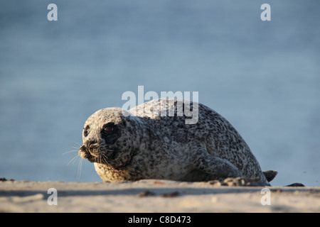 Phoque commun (Phoca vitulina) situé sur la plage de l'île de Helgoland. Banque D'Images