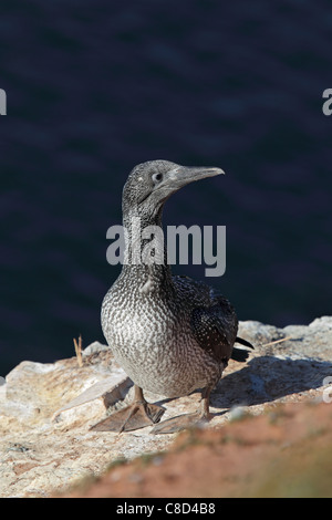 Les juvéniles de Bassan (Morus bassanus) assis sur une falaise sur Helgoland. Banque D'Images