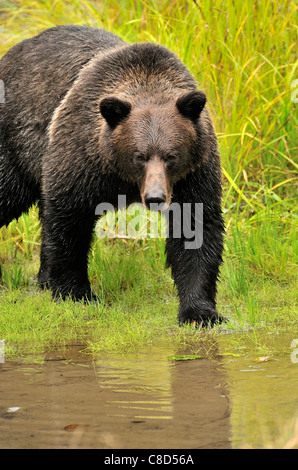 Un grizzli adultes marcher en avant le contact visuel. Banque D'Images