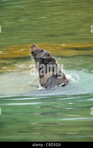 Un jeune grizzli jouant dans le lagon d'eau calme Banque D'Images