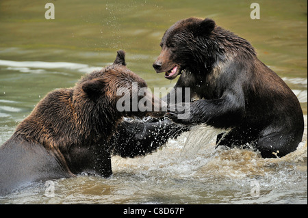 Une mère grizzly bear cub, jouant avec sa dynamique dans l'eau Banque D'Images