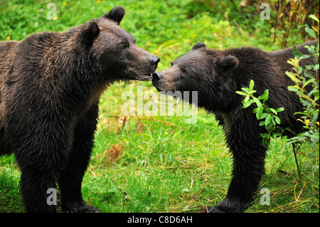 Une mère et son petit ours grizzlis. Banque D'Images