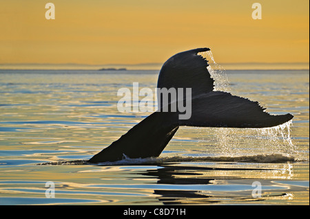 Plongée sous-marine Rorqual à bosse, Megaptera novaeangliae, montre son fluke lors d'un coucher du soleil doré au-dessus du détroit de Belle, Terre-Neuve Banque D'Images