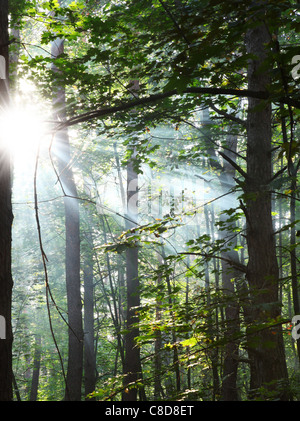 Rayons de soleil à travers les arbres dans la forêt. Banque D'Images