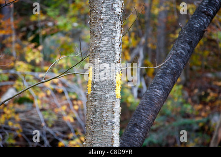 Sentier peint de pionnière (marqueur) le long de la piste de Tecumseh Mt dans les Montagnes Blanches du New Hampshire, USA. Banque D'Images