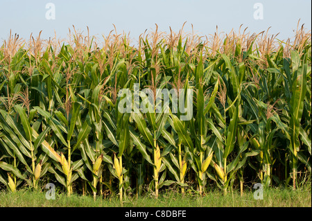 Zea mays. Champ de maïs / Maïs en Inde Banque D'Images