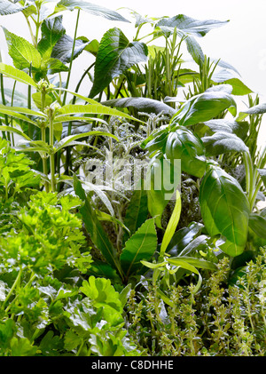 Plantés d'herbes fraîches Banque D'Images