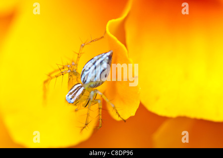 L'attente sur le dîner, assis sur une fleur de souci dans le jardin. c'est la deuxième espèce d'araignée lynx j'ai trouvé sur ces fleurs au cours des deux derniers mois. Banque D'Images