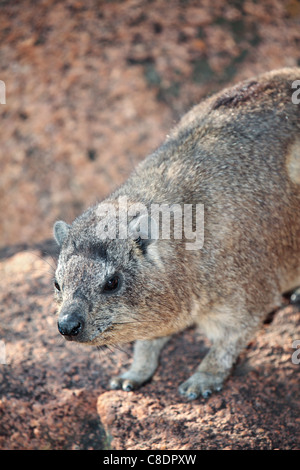 (Procavia capensis Rock Hyrax) Banque D'Images