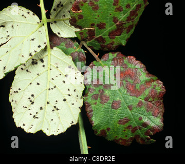 Rouille Blackberry (Phragmidium violaceum) blackberry sur la surface des feuilles supérieures et inférieures Banque D'Images