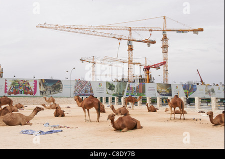 Les chameaux souq waqif en face de nouveau développement chantier Doha Qatar Banque D'Images