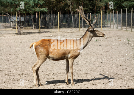 Cervus elaphus cerf rouge Banque D'Images