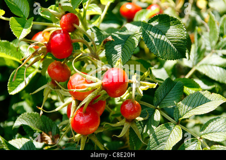 Dog rose (rosa canina) fruits Banque D'Images