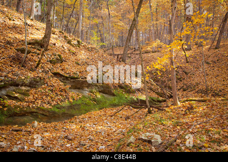 Forêt d'automne, Lacey-Keosauqua State Park, Van Buren Comté (Iowa) Banque D'Images