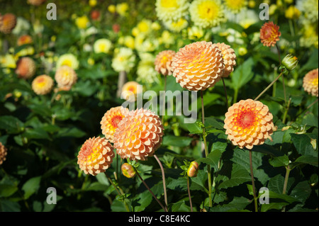 Dahlia fleurs colorés en pleine floraison Banque D'Images