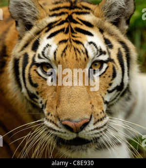 Rayures de tigre Yeux Yeux moustaches stare mesmerize carnivore zoo Banque D'Images