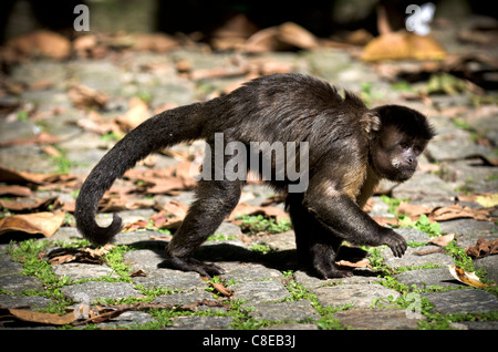 Singe Capucin brun au Jardin botanique, Rio de Janeiro, Brésil Banque D'Images