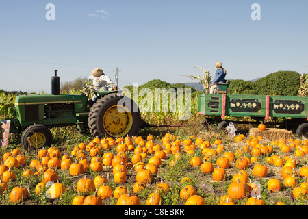 Tracteur et remorque sur champ de citrouilles sur une journée ensoleillée Banque D'Images