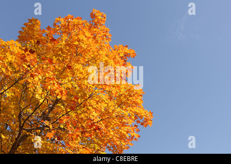 Autumn view of colorful maple tree leaves. Banque D'Images