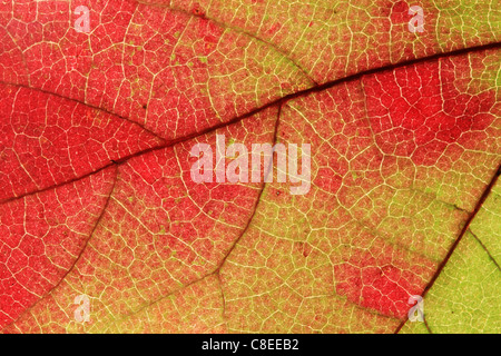 Macro image d'automne feuille d'érable le tournant du vert au rouge Banque D'Images