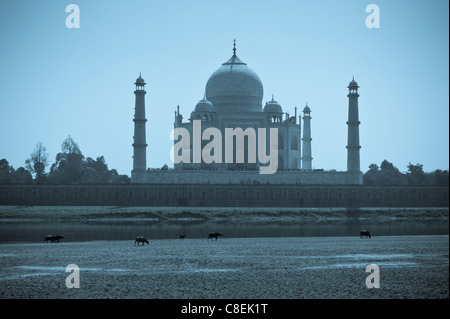 Le Taj Mahal vu du côté nord de Fort d'Agra en fin d'après-midi avec des buffles qui paissent en premier plan, l'Inde Banque D'Images