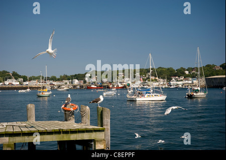 Les bateaux et les mouettes dans le port de Gloucester, Gloucester, Massachusetts, New England, United States of America Banque D'Images