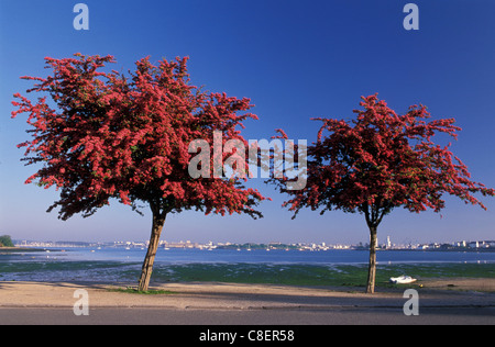 Arbres, fleurs, Port Louis, Bretagne, Bretagne, France, Europe, rouge Banque D'Images