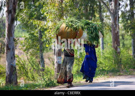 Les femmes indiennes transportant du fourrage pour l'alimentation animale provenant de champs à Agra, Uttar Pradesh, Inde Banque D'Images