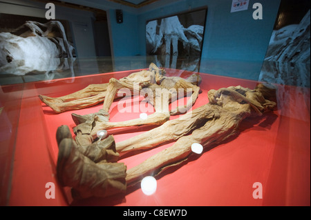 Museo de las Momias (musée des momies de Guanajuato, Guanajuato, Mexique, état Banque D'Images