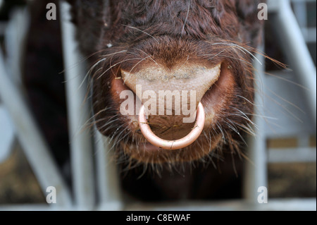 Détail d'une vaches le nez avec un anneau en laiton à travers elle. Banque D'Images