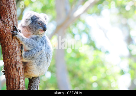 Mignon koala australien dans son habitat naturel Banque D'Images