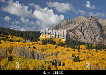 Les trembles jaunes et les conifères à l'automne avec rocky mountain, Grand-Mesa-Uncompahgre la Forêt Nationale de Gunnison, Colorado, USA Banque D'Images